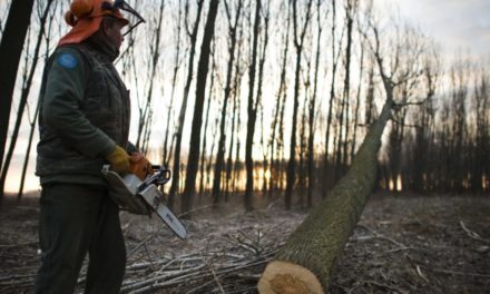 Az EB most éppen a tagállamok erdőgazdálkodását akarja ellehetetleníteni