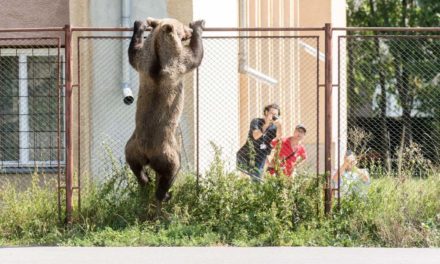 A Medve nem játék, avagy mi kérünk elnézést