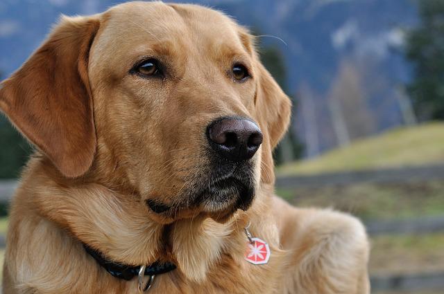 Labradorokkal szimatoltatják ki a rákbetegséget