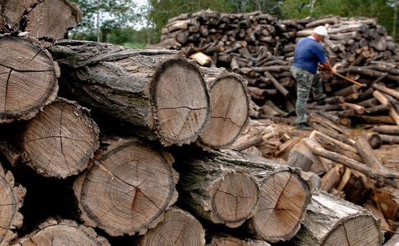 Zambó Péter: Ezután is szabályozott keretek között fog zajlani a fakitermelés