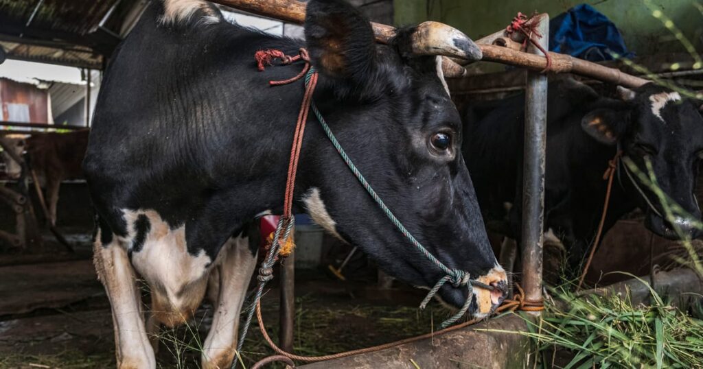 Magyarország megerősíti az ötödik láb és száj kitörését, ahogy a vírus továbbra is fennáll