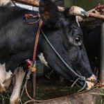 Magyarország megerősíti az ötödik láb és száj kitörését, ahogy a vírus továbbra is fennáll