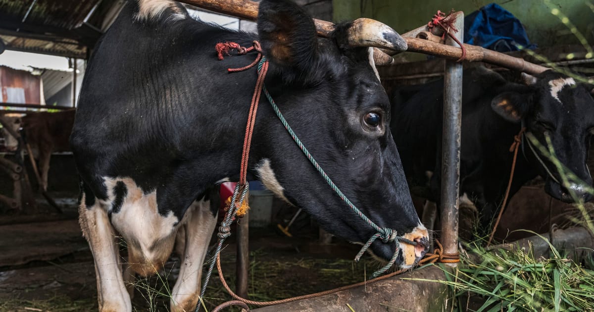 Magyarország megerősíti az ötödik láb és száj kitörését, ahogy a vírus továbbra is fennáll