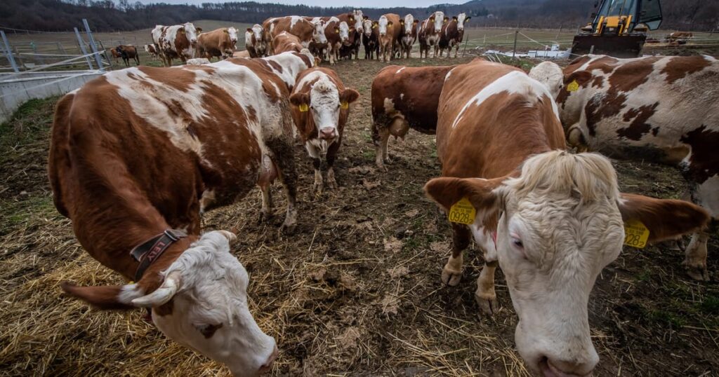 Bioterror? Magyarország és Szlovákia nem megerősítetlen elmélet a láb-száj kitörésein