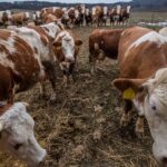 Bioterror? Magyarország és Szlovákia nem megerősítetlen elmélet a láb-száj kitörésein