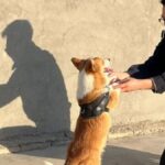 Kínában az első corgi rendőrkutya felháborodást váltott ki, miután szolgálat közben kolbászt ragadott a gyerektől