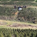 Miért térnek át idén a karácsonyfafarmok a drónok és a mesterséges intelligencia felé?