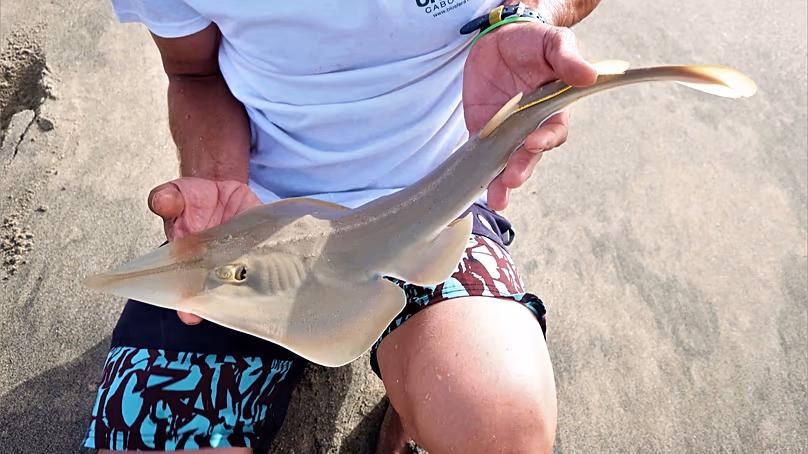 Fiatal feketecsillű gitárhalat a Biosfera munkatársai felügyelet céljából kezelnek Zöld-foki Köztársaságban.