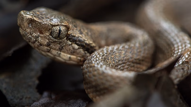 Saint Lucia fer de lance (Bothrops caribbaeus) II.