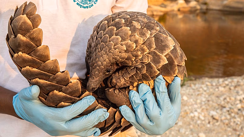 Alfredo Gotine elengedi egy nőstény Temminck-pangolint, Joana néven. 