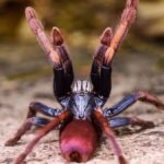 A „pszichedelikus” pókoktól az európai angolnáig: 10 faj, amely 2026-ban a kihalás szélén áll