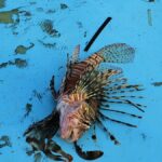 Az invazív oroszlánhalak veszélyeztetik a Földközi-tenger biológiai sokféleségét. Megoldás lehet az elfogyasztásuk?