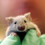 A tudósok áttörést jelentő tanulmányban elérik a hasnyálmirigy-daganat regresszióját