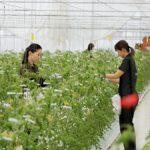 Hogyan célozzák meg a japán élelmiszer-technológiai innovációk a globális élelmezésbiztonsági kihívásokat