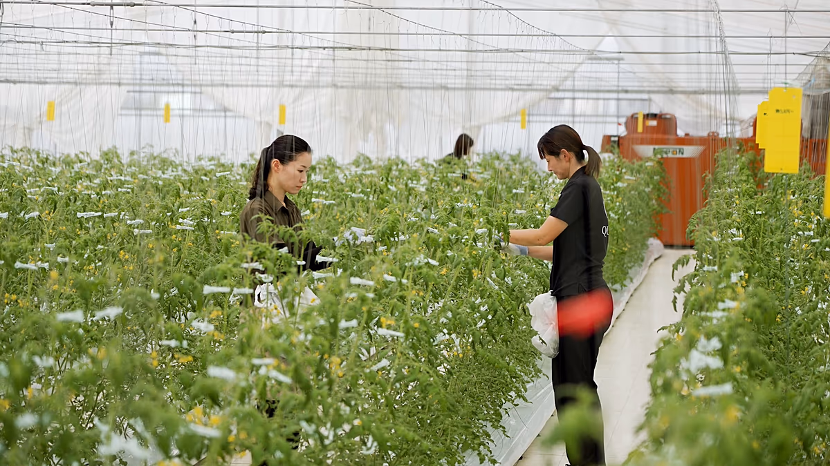 Hogyan célozzák meg a japán élelmiszer-technológiai innovációk a globális élelmezésbiztonsági kihívásokat