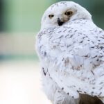 Svédország regionálisan kihaltnak nyilvánította a híres havas baglyot egy évtizednyi „csend” után