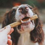 Szén-mancsnyom: A kutyája vacsorájának nagyobb hatása lehet az éghajlatra, mint a sajátjának