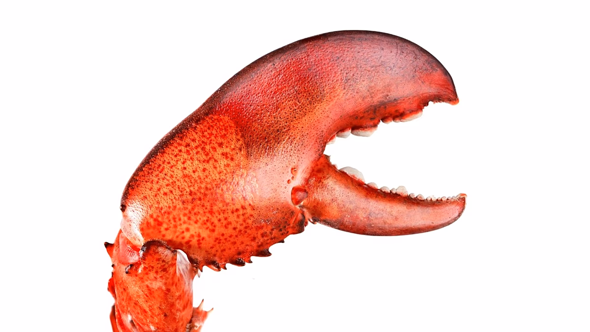 A vírusos OpenClaw osztrák megalkotója csatlakozik az OpenAI-hez, hogy megépítse az AI-ügynökök „következő generációját”