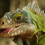 Lizard matchmaking and decoupling: Positive environmental stories from 2025