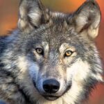 Farkas megharapott egy nőt Hamburg bevásárlónegyedében, évtizedek óta első támadásban Németországban