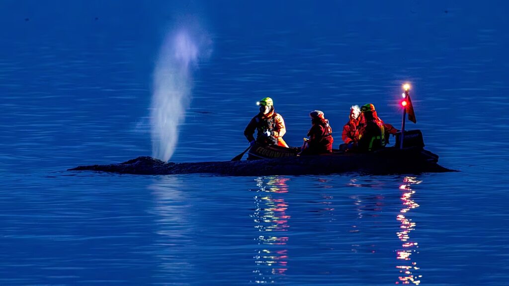 A remények halványulnak, miközben a mentők megpróbálják újratelepíteni a német balti-tengeri partokon megrekedt púpos bálnát