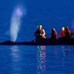 A remények halványulnak, miközben a mentők megpróbálják újratelepíteni a német balti-tengeri partokon megrekedt púpos bálnát