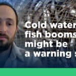 A tengeri hőhullámok „nyerteseket és veszteseket” teremtenek – de a halak számának növekedése nem mindig jó hír
