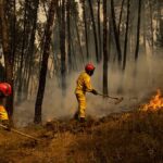 A tudósok riadót fújnak Európa erdőire, mivel 216 000 hektárt fenyeget a veszély – még akkor is, ha a felmelegedés megáll