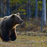 Ezek az olasz barnamedvék megváltoztatták viselkedésüket az emberekkel való szoros interakció miatt