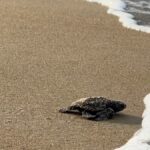 Gabon apró teknősei versenyt futnak a kihalás ellen, miközben a védelmi finanszírozás elfogy