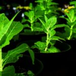 Kínai tudósok fénylő Avatar-szerű növényeket mutattak be, amelyek áram nélkül is megvilágíthatnák a városokat