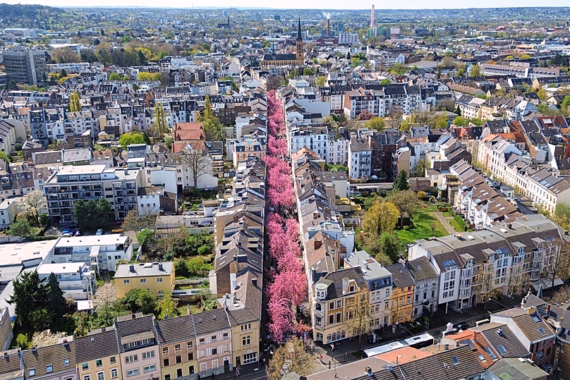 Cseresznyevirágok nyílnak a Heerstrasse utcában a cseresznyevirágzási szezon kezdetén Bonn óvárosában, 2026. április 6-án, húsvét hétfőn.