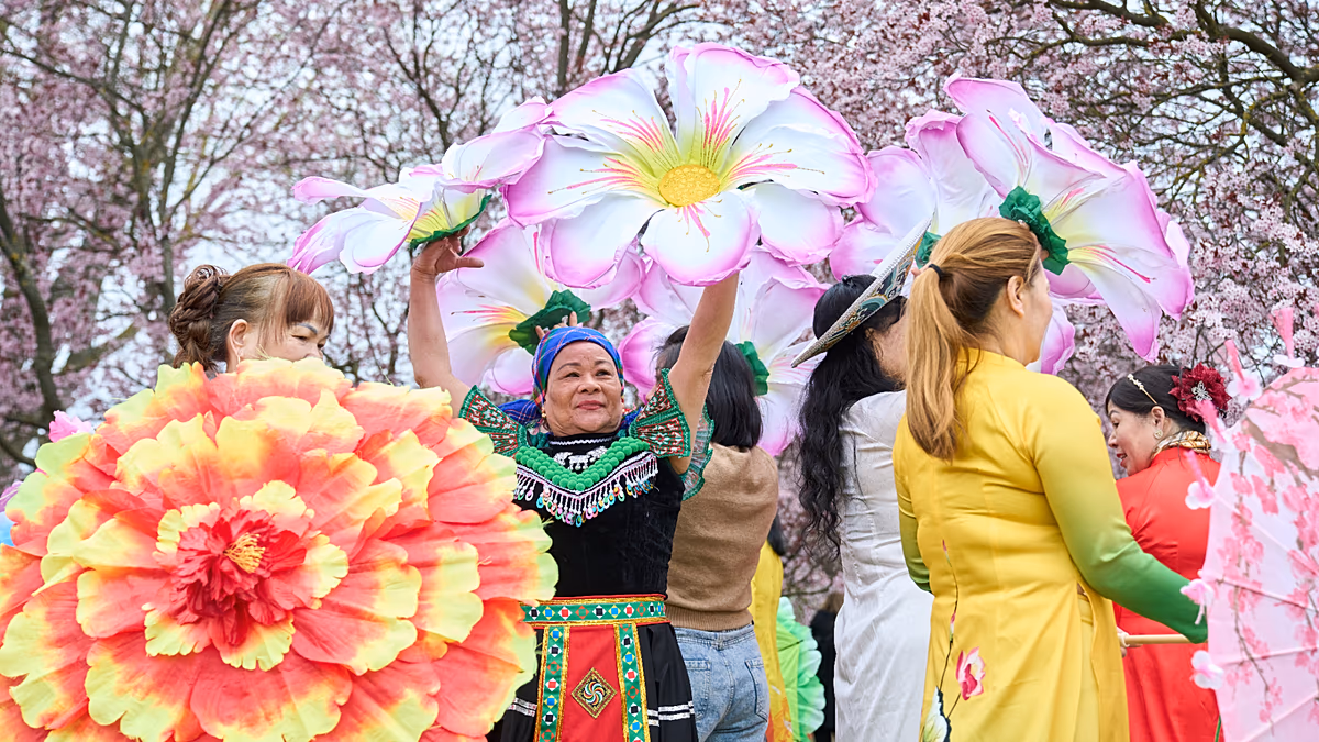 A berlini Cseresznyevirág Fesztivál idén tavasszal sok turistát vonz