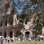 Olajbogyó betakarítás a Colosseumban: ültetvény római romokban a város szívében