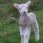 Az éghajlatváltozás költségei húsvétkor „találják az otthonokat”. A báránysült vacsorád a bizonyíték