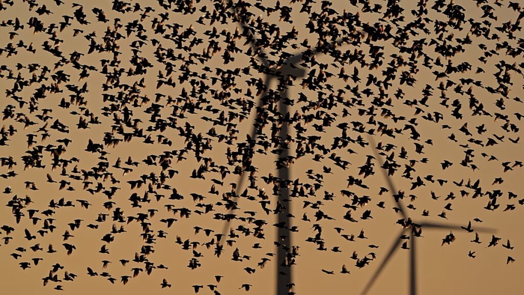 Két új tanulmány megváltoztathatja a kritikusok véleményét arról, hogy hány madár pusztul el a szélturbináktól