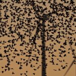 Két új tanulmány megváltoztathatja a kritikusok véleményét arról, hogy hány madár pusztul el a szélturbináktól