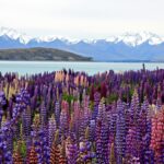 Virágzó utazás: Ezek a legjobb virágturizmus célpontok 2026-ban