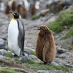 Vízbe fulladt csibék és élelmiszerhiány: a császárpingvin és az antarktiszi szőrfóka veszélyben van