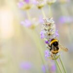 „A szélsőséges környezeti hatásokkal szembeni ellenálló képesség”: A méhkirálynők víz alatt lélegezve élik túl a telet