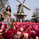 Hollandia Keukenhof világszerte látogatókat vonz a tavaszi kiállításra