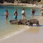 Erre a strandra mész nyaralni? A vaddisznók ellophatják az ebédjét